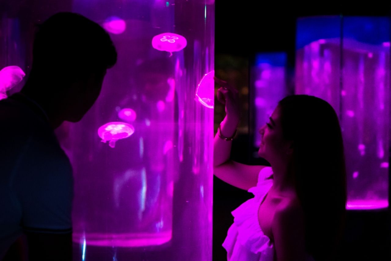 things to do in manila during rainy season - photo of jelly fish at manila ocean park